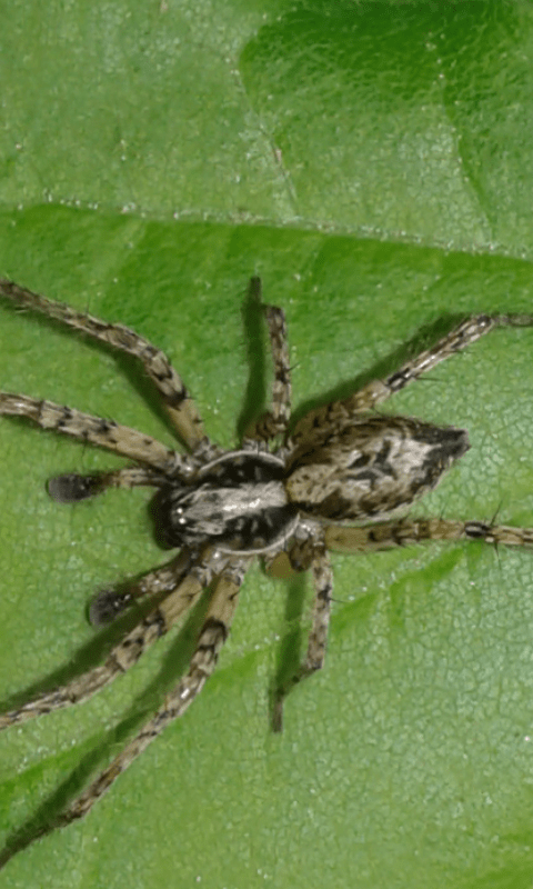 Anyphaena cfr. accentuata (Araneidae), maschi